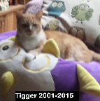 Tigger Lutz ...2001-2015
